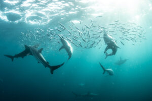 Sardine baitballs being hit by multiple predators Sardine baitballs being hit by multiple predators